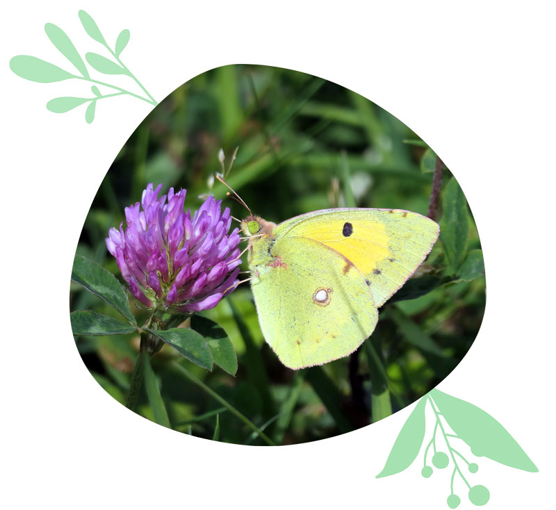 schmetterling