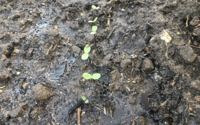 Kita mit eigenem Hochbeet