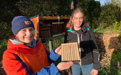 Schulprojekt Bienennester