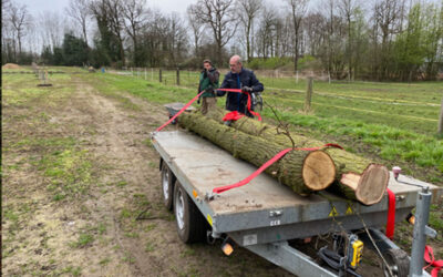 Eichenstamm für unser Gatter