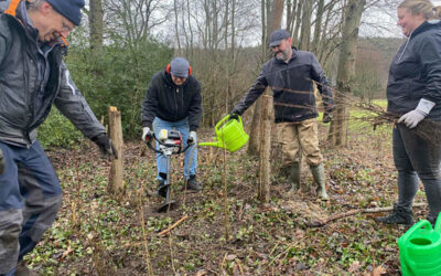 Vogelschutzhecke pflanzen
