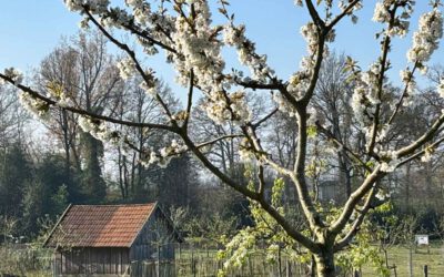 Kirschblüte