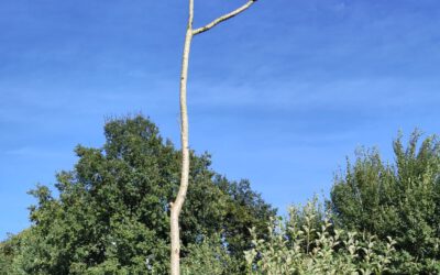 Greifvögel willkommen