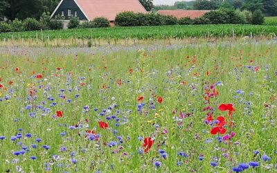Blühwiese macht den Anfang