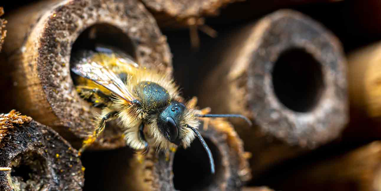 insektenhotel