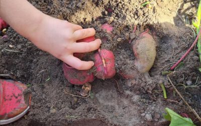 Kinder ernten Kartoffeln